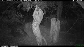 PC900野生动物侦测相机 PC900野生动物侦测相机