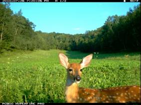 PC900野生动物侦测相机 PC900野生动物侦测相机