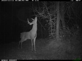 PC900野生动物侦测相机 PC900野生动物侦测相机