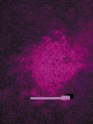 NASA草皮胁迫检测眼镜套件 NASA草皮胁迫检测眼镜套件