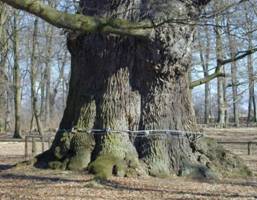 PiCUS应力波树木断层画面成像仪 PiCUS应力波树木断层画面成像仪