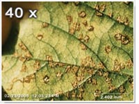 IPM数字式显微镜 IPM数字式显微镜